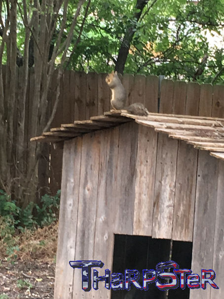 Bird On A Wire, Squirrel In A Tree, Dog On A Fence