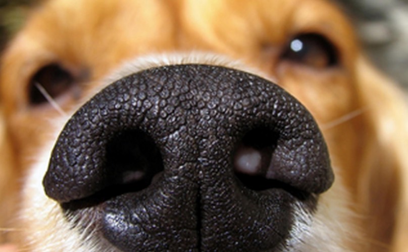 Rigging The Smell Test