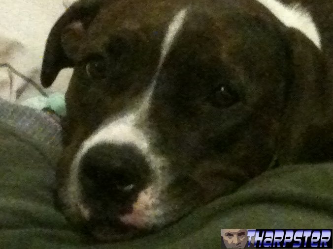 The Penultimate Diary