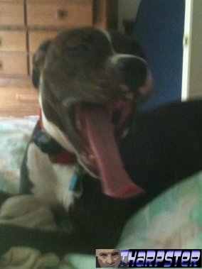 Obedience Training (or some semblance thereof)